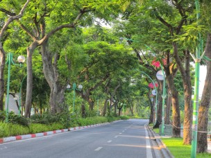 Để cây xanh mãi là dấu ấn của Hà Nội